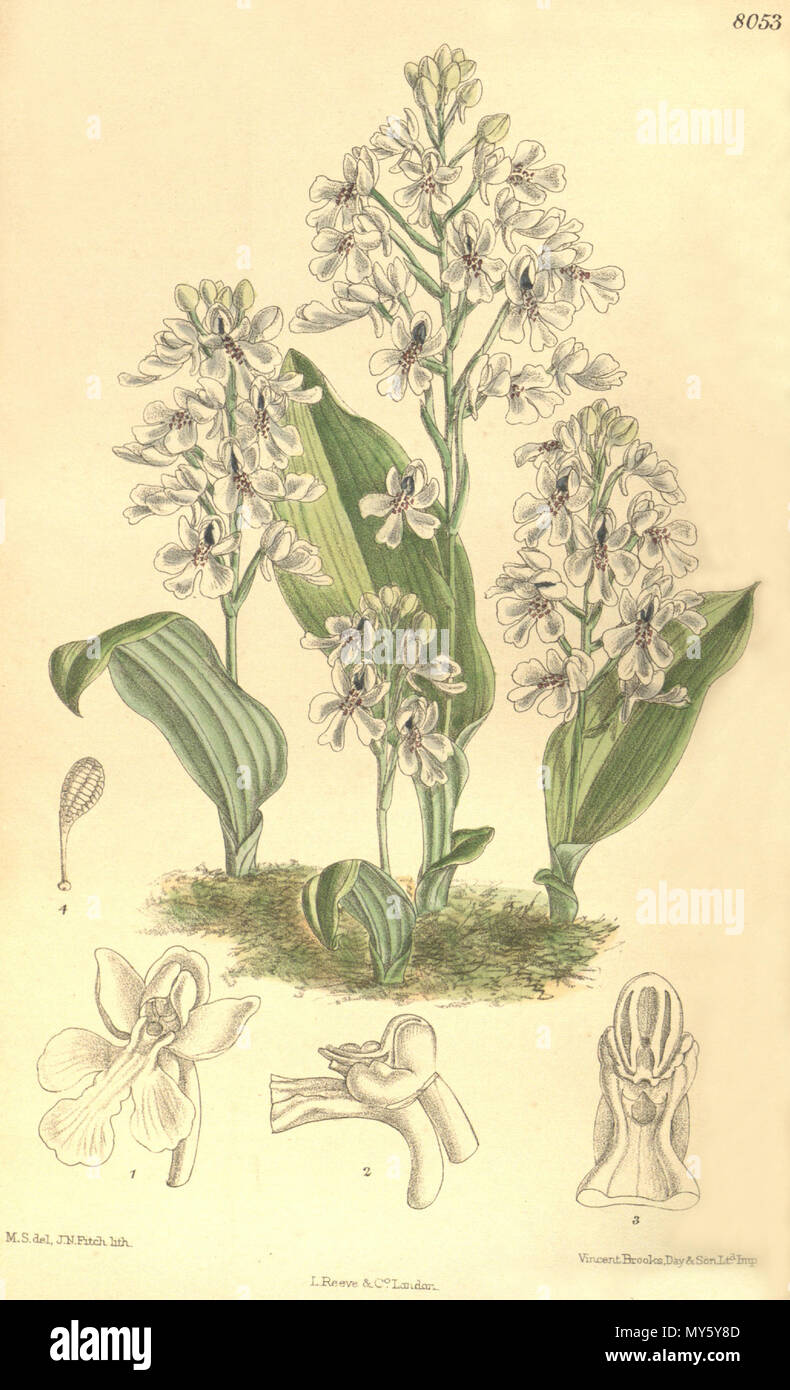 . Abbildung: Cynorkis Compacta (Rolfe buchstabiert als Cynorchis compacta). 1906. M. S. del. (= Matilda Smith, 1854-1926), J. N. Fitch lith. (= John Nugent Fitch, 1840 - 1927) Beschreibung von R. A. Rolfe (1855-1921) 129 Cynorkis Cynorchis compacta Compacta (als) - Curtis' 132 (Ser. 4 Nr. 2) pl. 8053 (1906) Stockfoto
