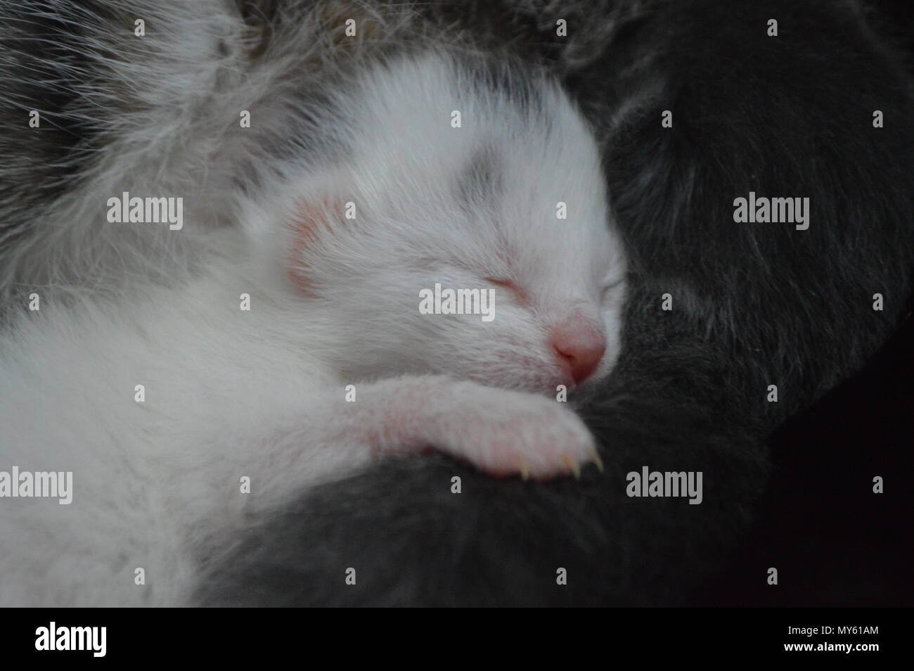 Winzig, weiß, 1 Wochen alte Kätzchen schlafen Stockfoto