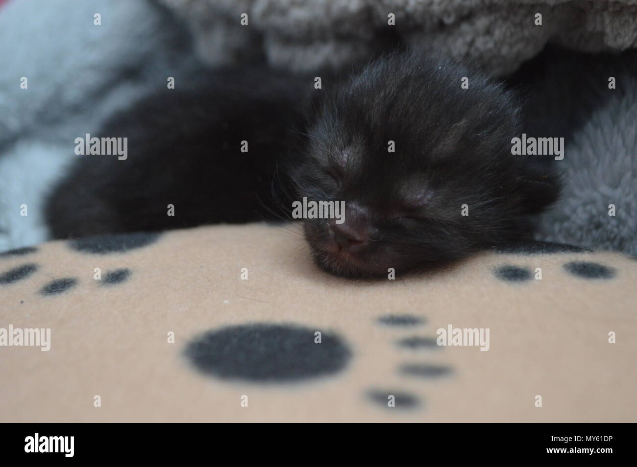 Schlafen Schwarz 1 Woche alten Kitten Stockfoto