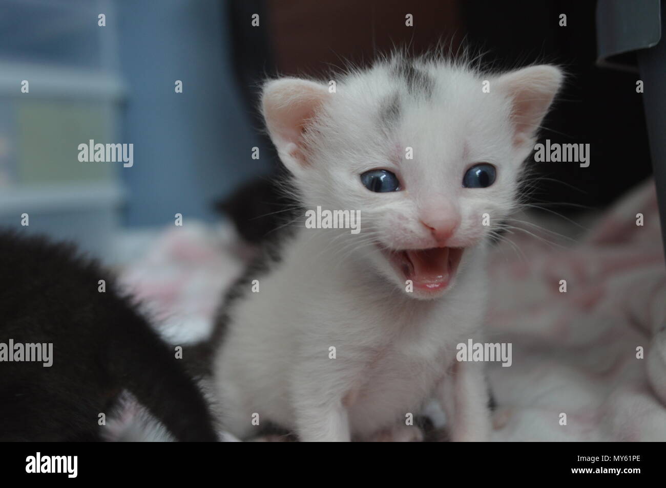 Weiß und Schwarz 3 Wochen alten Kätzchen den Mund offen Stockfoto