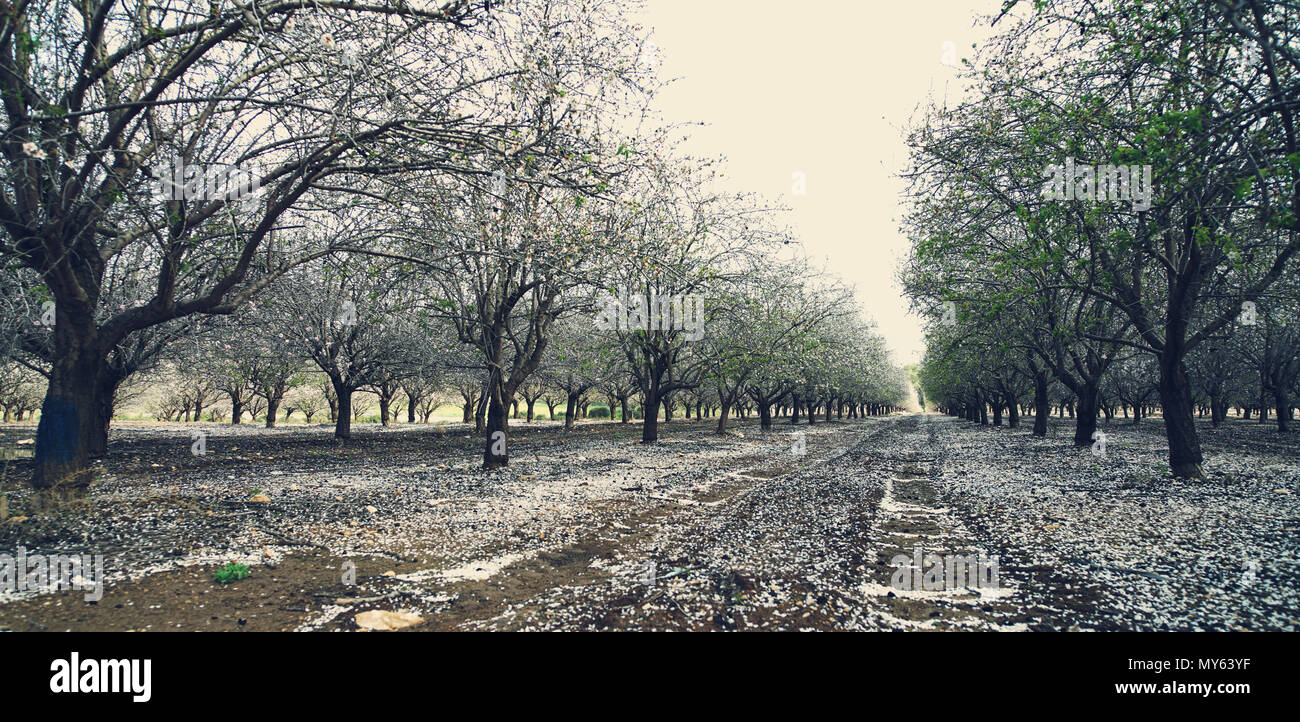 Landwirtschaftliche Landschaft, blühenden Garten mit Obstbäumen Stockfoto