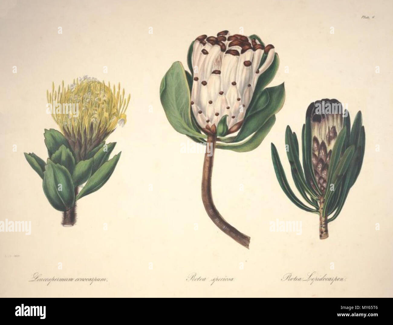 . Englisch: Leucospermum conocarpum R. Br. ist ein Synonym von Leucospermum conocarpodendron speciosa L. subsp conocarpodendron Protea Protea lepidocarpon R. Br. oder Protea lepidocarpon Sims. zwischen 1843 und 1844. Arabella Elizabeth Roupell (1817 - 1914) Alternative Namen; Roupell Roupell; Arabella Arabella Elizabeth Pigott Beschreibung British-South Afrikanischen botanischen Illustrator, Maler und Botaniker Geburtsdatum / Tod 23. März 1817 vom 31. Juli 1914 Ort der Geburt Newport Authority control: Q 4783330 VIAF: 15525826 Botaniker: Roupell GND: 116664444 47 Arabella Elizabeth Roupell, 06. Stockfoto