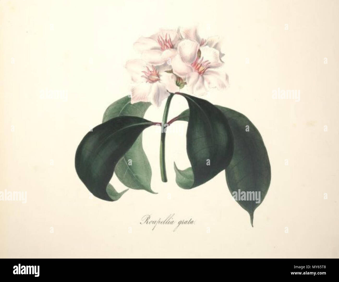 . Englisch: Roupellia grata Wall. & Hook. ist ein Synonym von Strophanthus gratus (an der Wand. & Haken.) Engl. Vor 1849. Arabella Elizabeth Roupell (1817 - 1914) Alternative Namen; Roupell Roupell; Arabella Arabella Elizabeth Pigott Beschreibung British-South Afrikanischen botanischen Illustrator, Maler und Botaniker Geburtsdatum / Tod 23. März 1817 vom 31. Juli 1914 Ort der Geburt Newport Authority control: Q 4783330 VIAF: 15525826 Botaniker: Roupell GND: 116664444 47 Arabella Elizabeth Roupell, 09. Stockfoto
