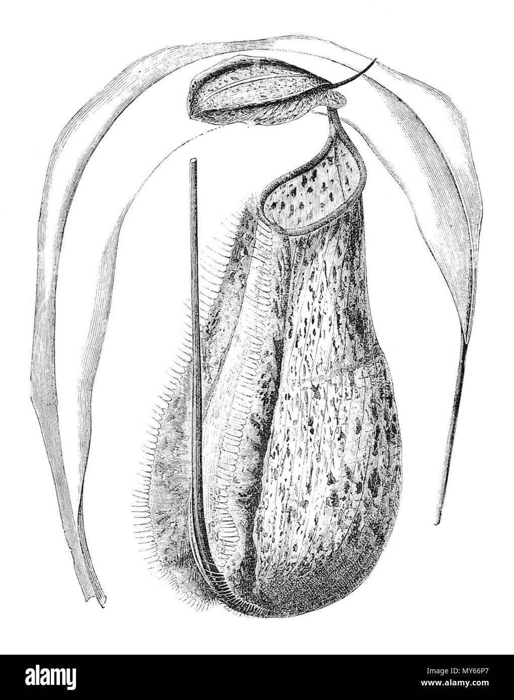 . Originale Bildunterschrift: "Nepenthes x Dominii, den ersten künstlichen Hybriden Nepenthes, ein Kreuz zwischen N. rafflesiana und wahrscheinlich N. v. griech., 1862 produziert, an der Veitch Baumschulen. Von Veitch's 'Nepenthes', Journ reproduziert. Roy. Hort. Soc. Vol. XXI, 2, S. 243, 1897.". 1897. Siehe oben 384 Nepenthes x dominii Stockfoto