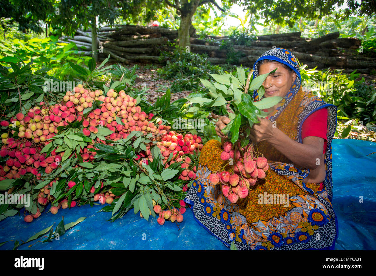 Litschi Landwirt Familie Sammeln und Schlitzen gute Qualität der Blutegel an Rooppur, Ishwardi, Bangladesch. Stockfoto