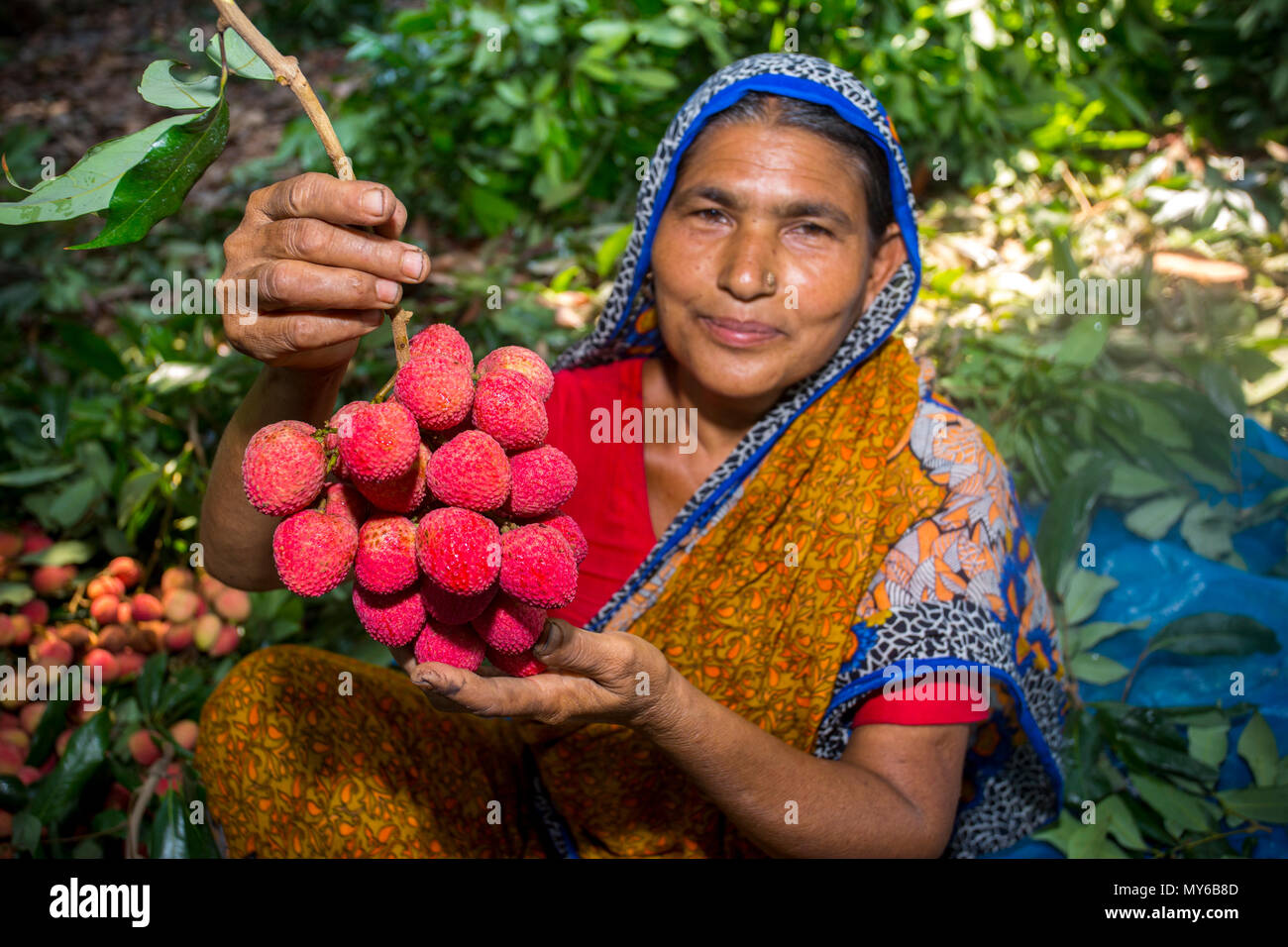 Eine litschi Bauer zeigt die besten Lychees in Ihren Garten an Rooppur, Ishwardi, Bangladesch. Stockfoto