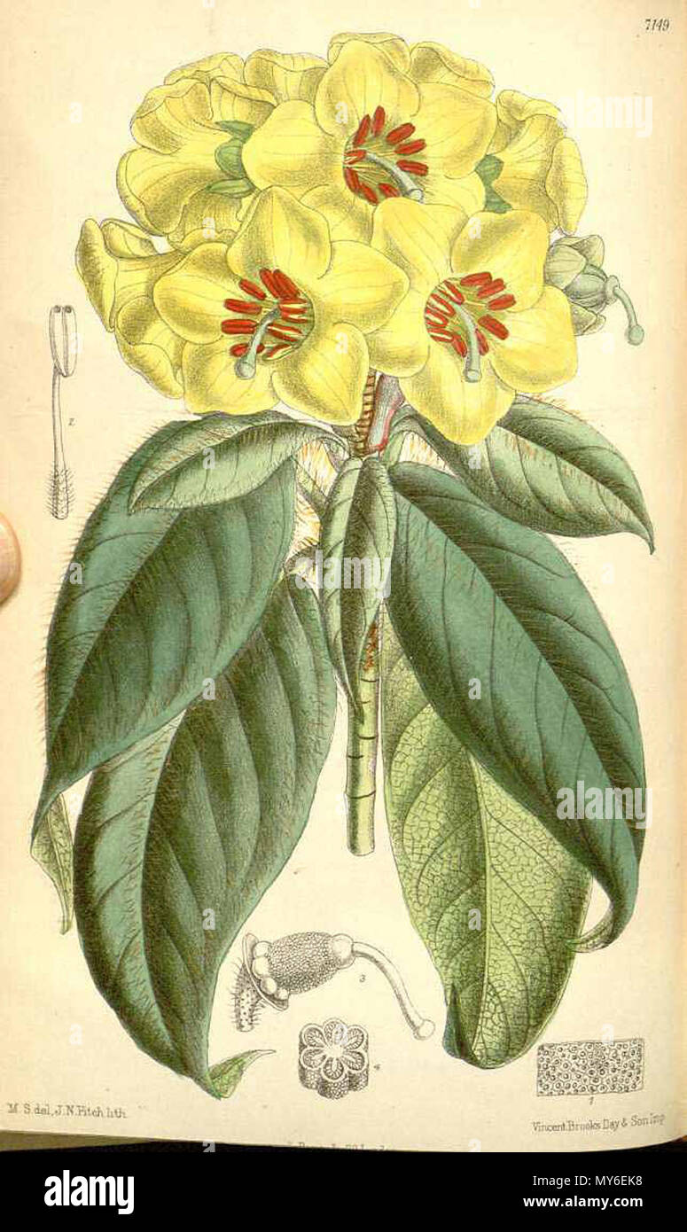 . Englisch: Rhododendron boothii. 2 Juni 2012, 23:33:08. M. Smith 453 Rhododendron boothii Stockfoto