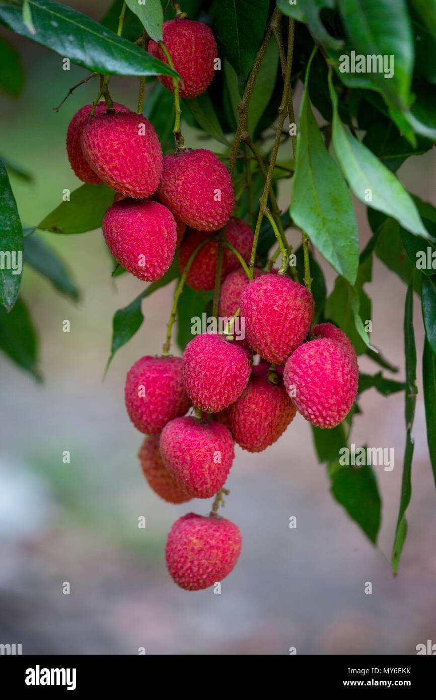 Litschi, Lichee, Lichie Leechee, Lichi, Bangla: Lichu. Die litschi ist eine frische kleine Frucht mit weißlichen Fruchtfleisch mit duftenden Geschmack. Die Frucht ist abgedeckt Stockfoto