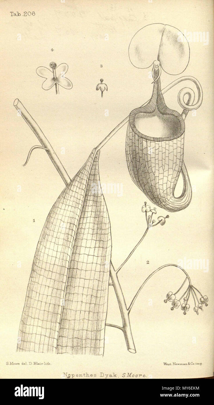 . Englisch: Nepenthes dyak (N. Bicalcarata) von Journal für Botanik, Britischen und Ausländischen, Vol. 18: t. 206 (1880) [S. Moore]. Juni 2012, 03:49:36. S. Moore 384 Nepenthes dyak-Journal von Botanik, Britischen und Ausländischen (1880) Stockfoto