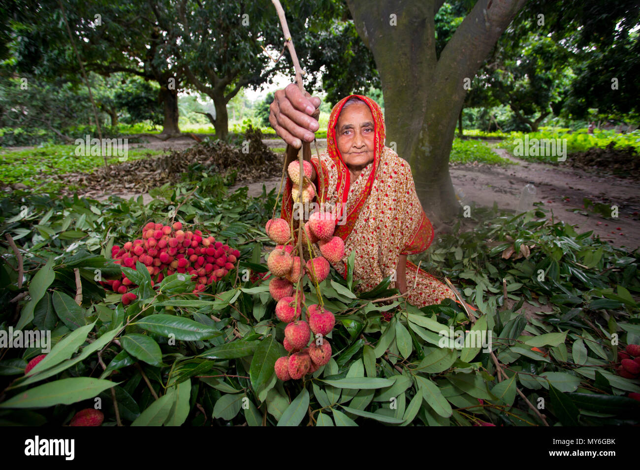 Litschi, Lichee, Lichie Leechee, Lichi, Bangla: Lichu. Die litschi ist eine frische kleine Frucht mit weißlichen Fruchtfleisch mit duftenden Geschmack. Die Frucht ist abgedeckt Stockfoto