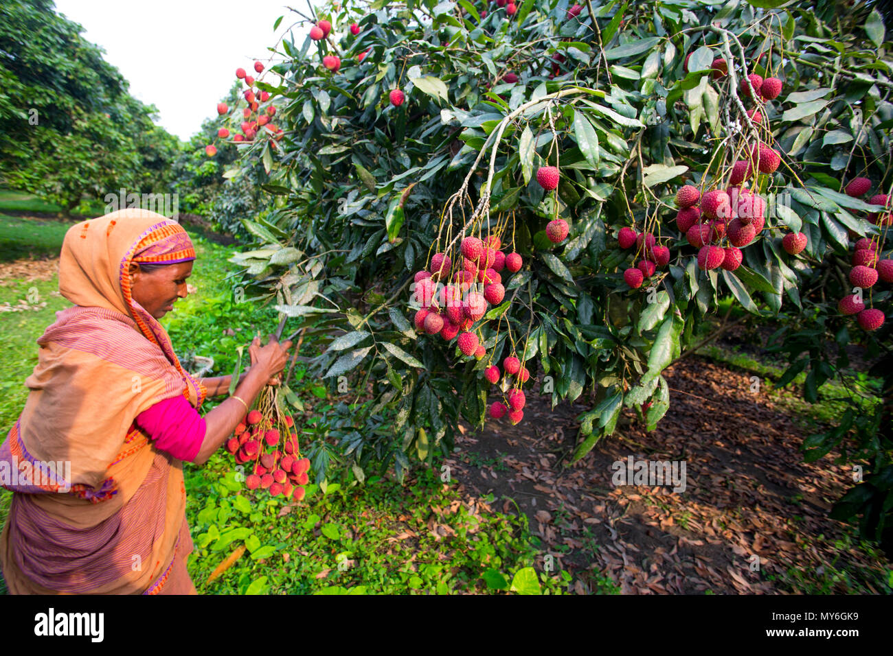 Litschi Obst ernten mit Rooppur, Ishwardi, Bangladesch. Stockfoto