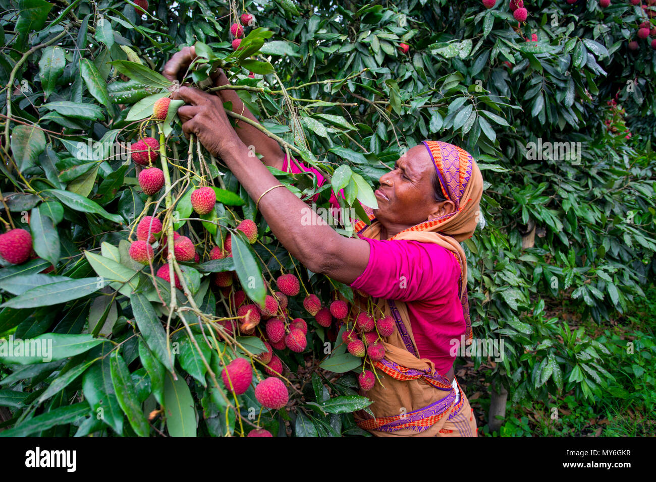 Litschi Obst ernten mit Rooppur, Ishwardi, Bangladesch. Stockfoto