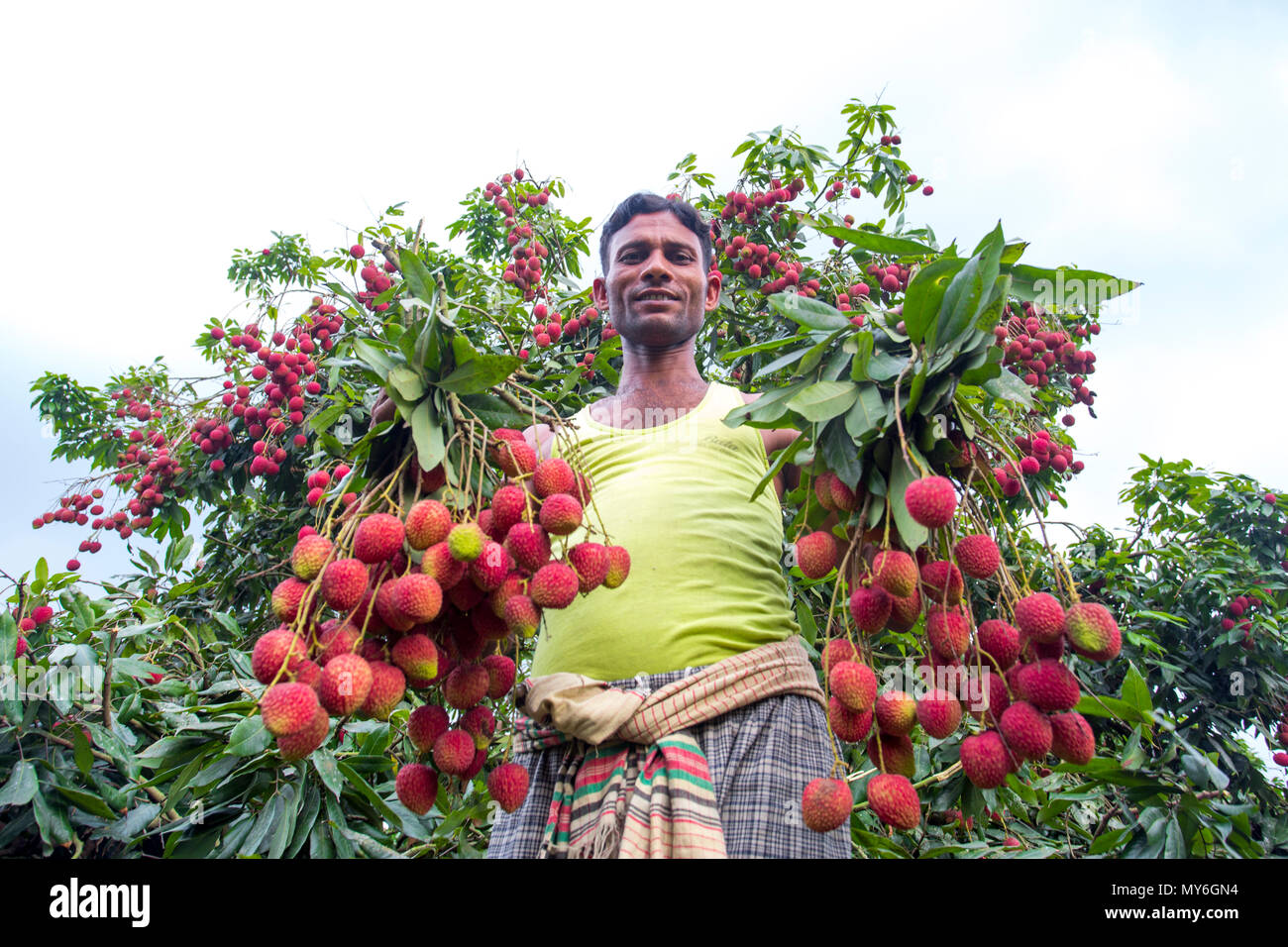 Litschi Bauer Ernte Blutegel an Rooppur, Ishwardi, Bangladesch. Stockfoto