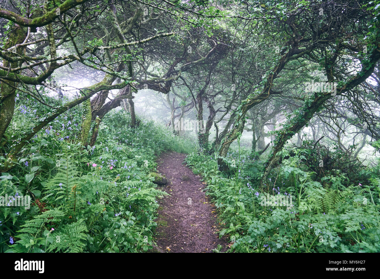 Magische Wälder. Madron Penzance West Cornwall UK. Wanderweg, führt von madron Dorf auf den Ruinen einer Kapelle aus dem 12. Jahrhundert Keltische und heiligen Brunnen Stockfoto