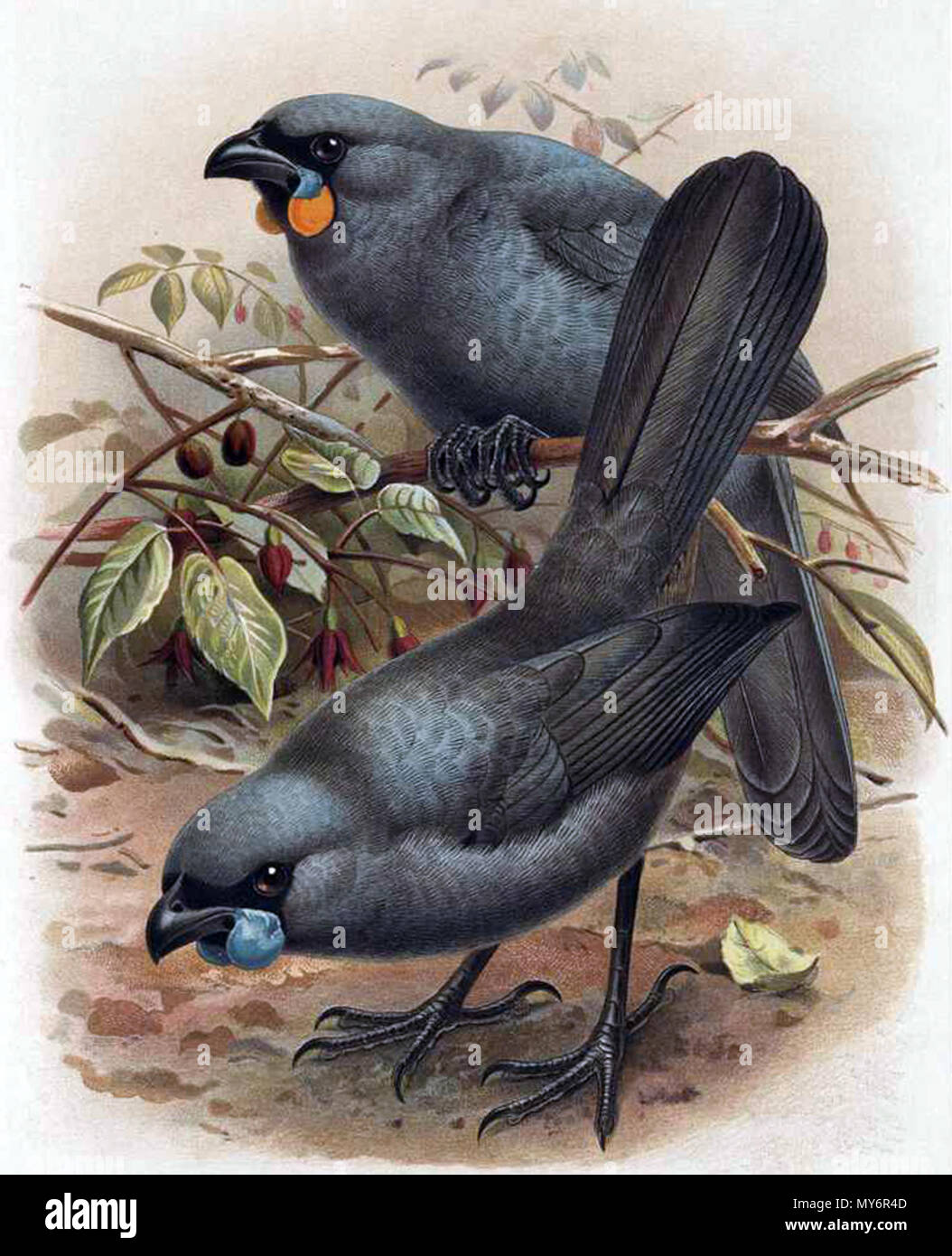 . Englisch: North Island Kōkako Callaeas wilsoni (vorne) hat blaue Flechtwerke, und South Island Kōkako Callaeas cinereus (hinten) hat orange Kehllappen. Veröffentlicht 1888. Durch J. G. Keulemans, W.L. Buller ist eine Geschichte der Vögel von Neuseeland. 2. Auflage. Veröffentlicht 1888. 90 Buller Kokako Stockfoto