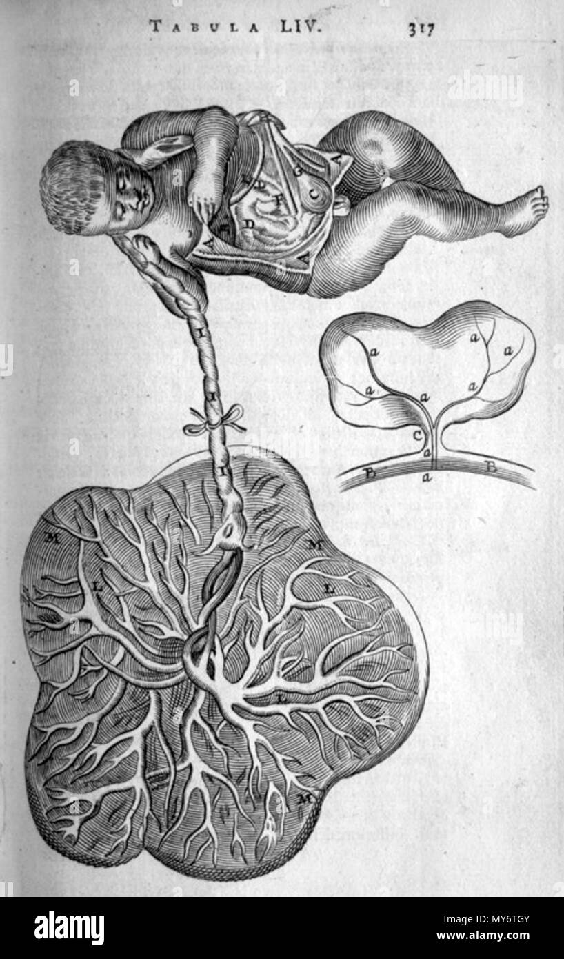 . Thomas Bartholin (1616-1680): Anatome ex omnium veterum recentiorumque observationibus, 1673. Januar 2008. McLeod 64 Bartholinischen Plazenta und Fötus Stockfoto