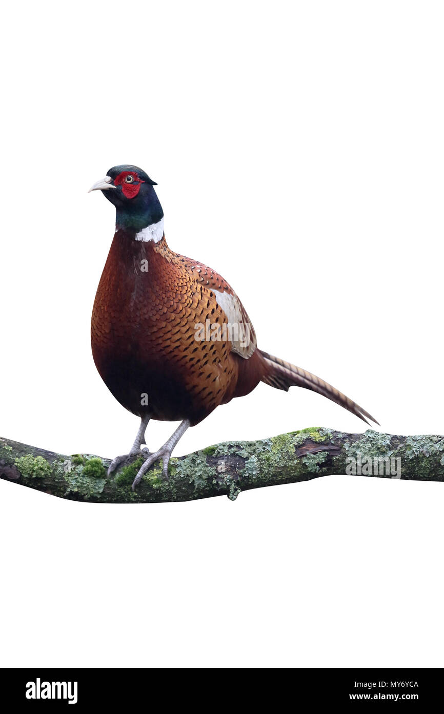 Gemeinsamen Fasan, Phasianus Colchicus, einzelne Männchen im Baum, Warwickshire, Februar 2017 Stockfoto
