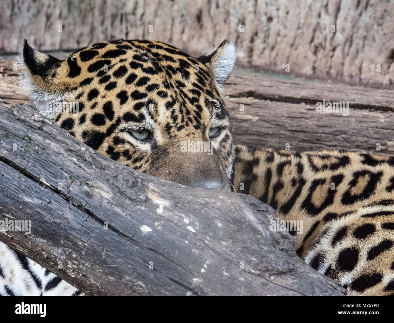 Closup auf Leopard aus einem Baum versteckt Stockfoto