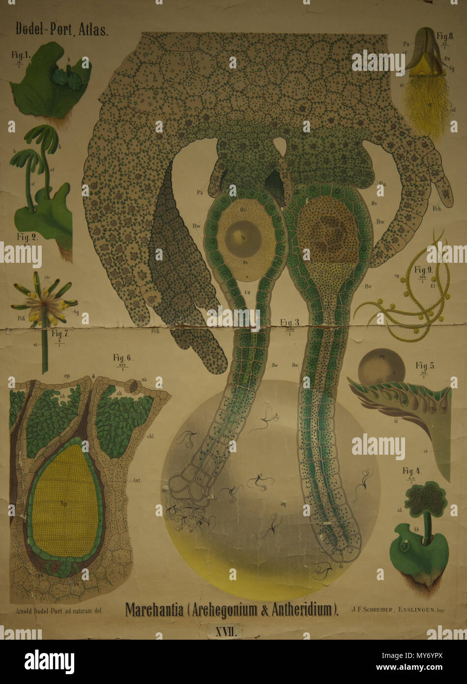 . Français: Planche d'Abbildung de l'Atlas de Botanique d'Arnold Dodel-Port de l'Espèce (marchantia Archegonium & Antheridium). 17 April 2014, 08:23:30 Uhr. Carolina et Arnold Dodel-Port 142 Dodel-Port Atlas (marchantia Archegonium &Amp; Antheridium) XVII. Stockfoto
