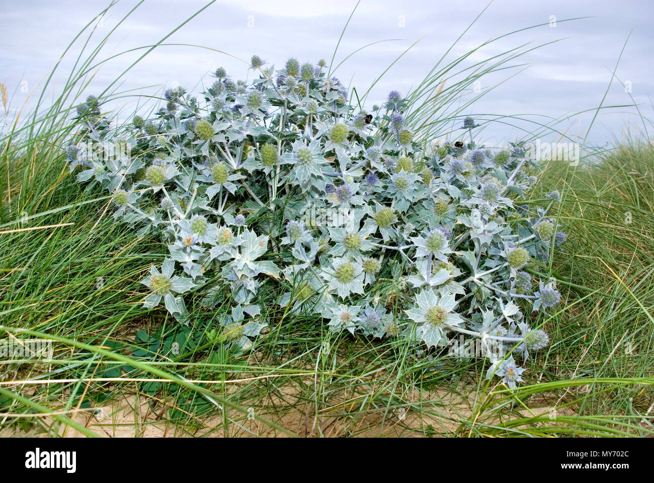 Meer-Holly Stockfoto