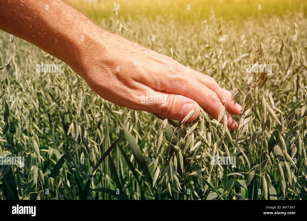 Landwirt Agronom berühren kultivierten grünen Hafer im Feld während der Prüfung der Getreidepflanze Entwicklung Stockfoto