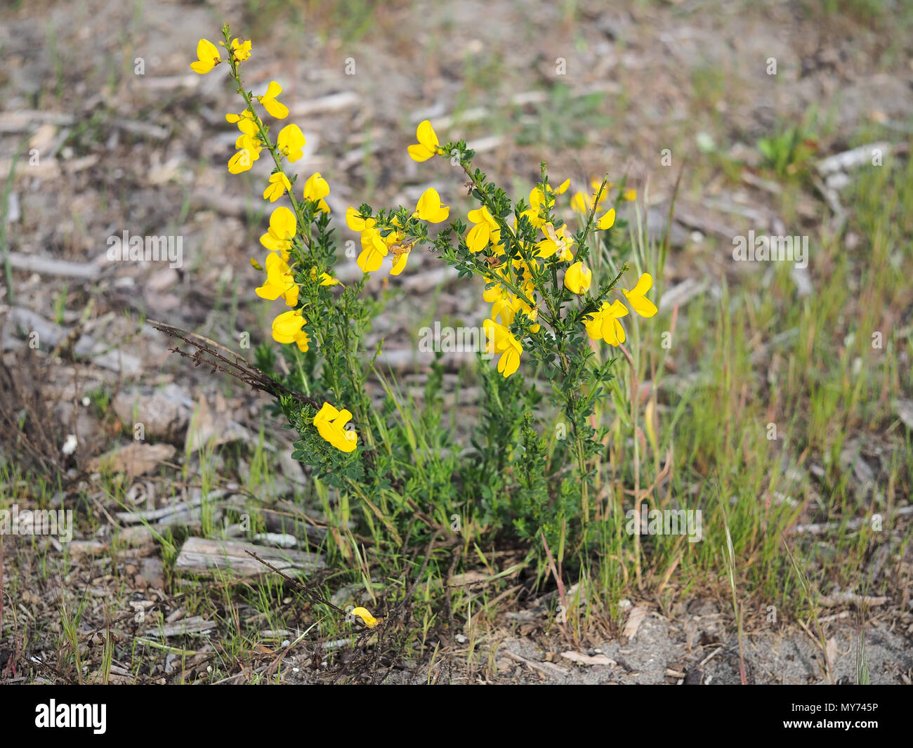 Kleine Sarothamnus scoparius (gemeinsame Besen oder Scotch Broom) Bush im Westen des Bundesstaates Washington, USA Stockfoto