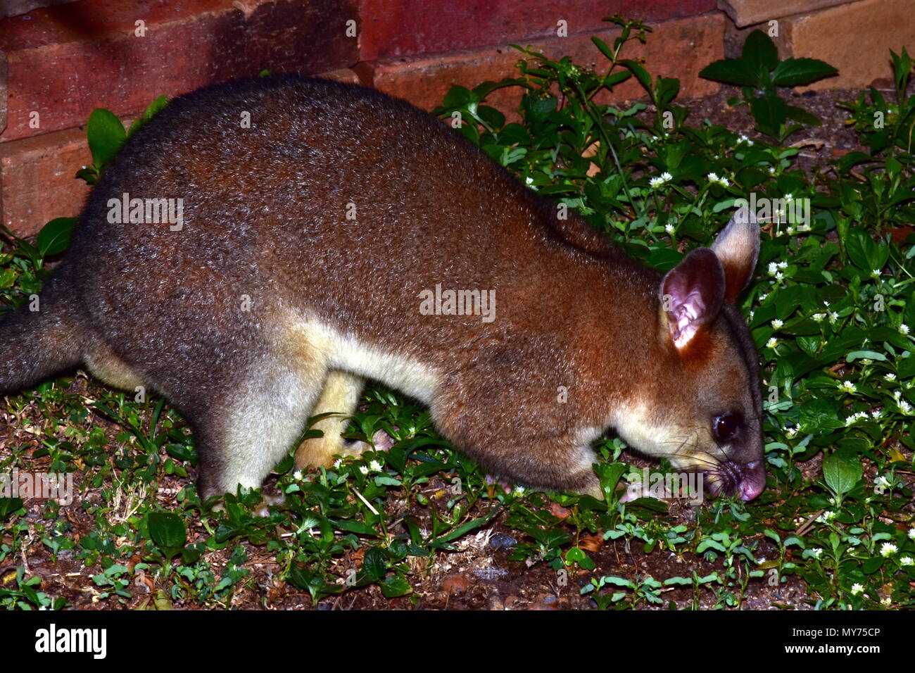 Gemeinsame Bürste schwanz Possum, Trichosurus vulpecula Stockfoto