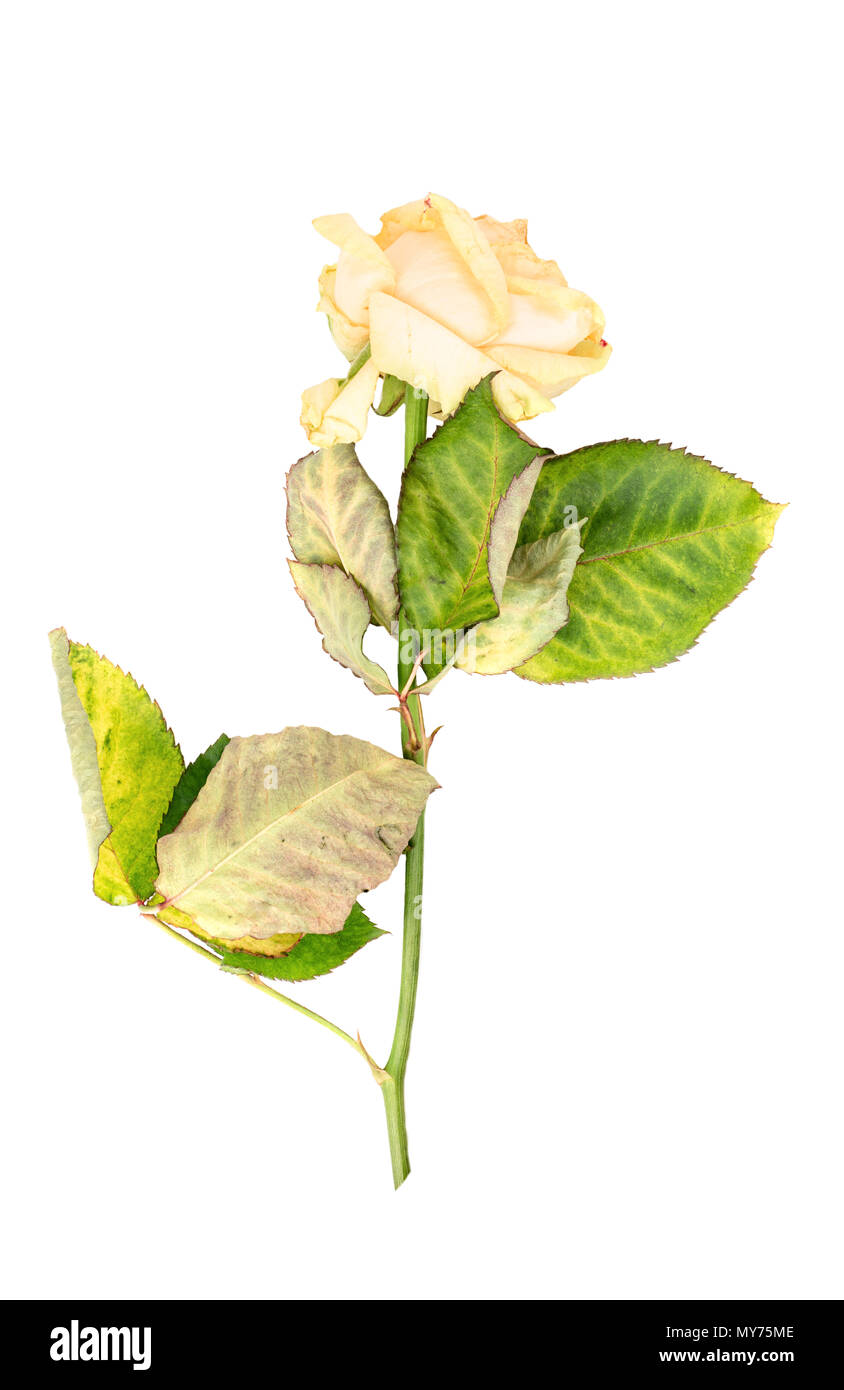 Träge gelbe Rose auf weißem Hintergrund Stockfoto