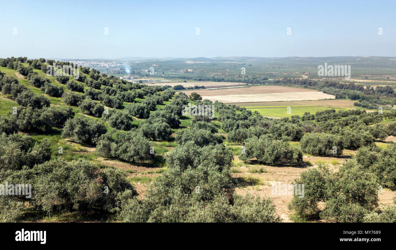 Auf dem Land der Olivenbäume in der Nähe von mengibar, Provinz Jaen, Spanien Stockfoto