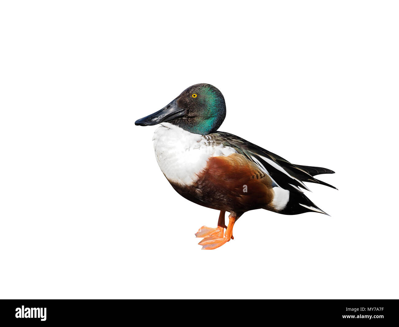 Nördlichen Löffelenten, Anas Clypeata, einzelnes Männchen durch Wasser, Kent, April 2017 Stockfoto