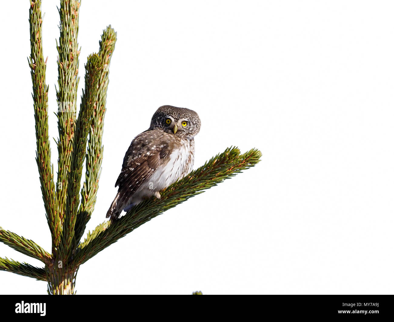 Sperlingskauz Glaucidium Passerinum, einziger Vogel auf Zweig, Bulgarien, April 2017 Stockfoto