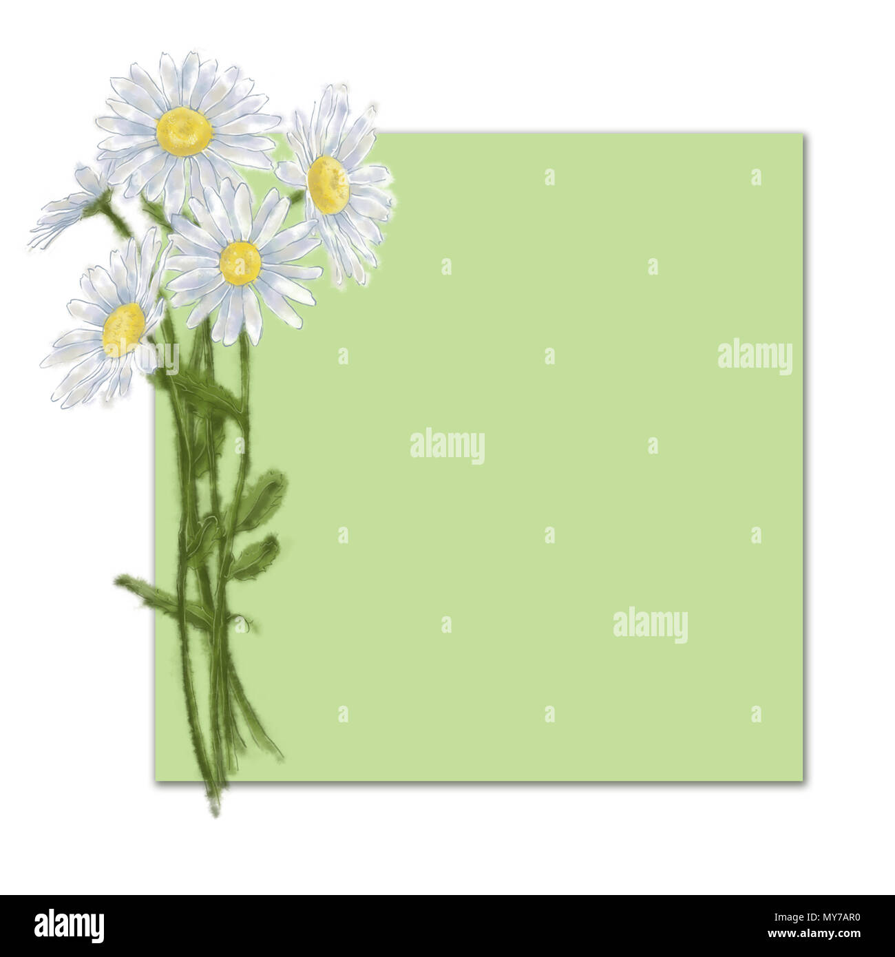 Daisy Blumenstrauß Vorlage mit Text Raum isoliert auf Grün. Land Blume Karte für Print, Durchsage, Grußkarte, Werbung etc. Stockfoto