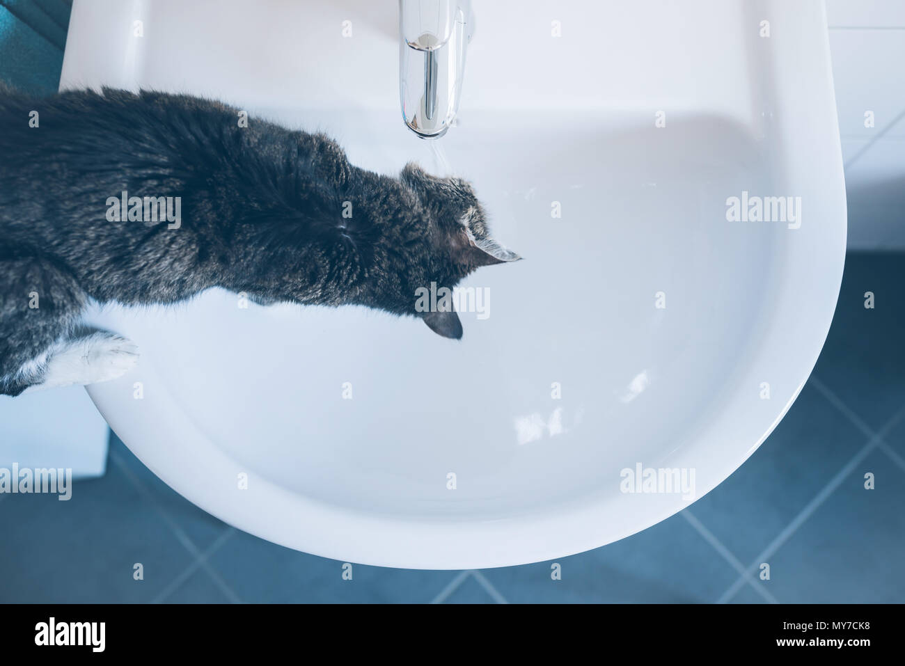 Blick von oben auf die Katze stehend auf Waschbecken Trinkwasser aus Tippen Stockfoto