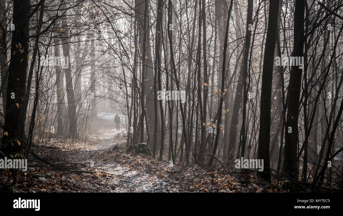Ein einsamer Wanderer in den Abstand durch einen verzauberten Wald suchen im frühen Frühling. (Deutschland) Stockfoto