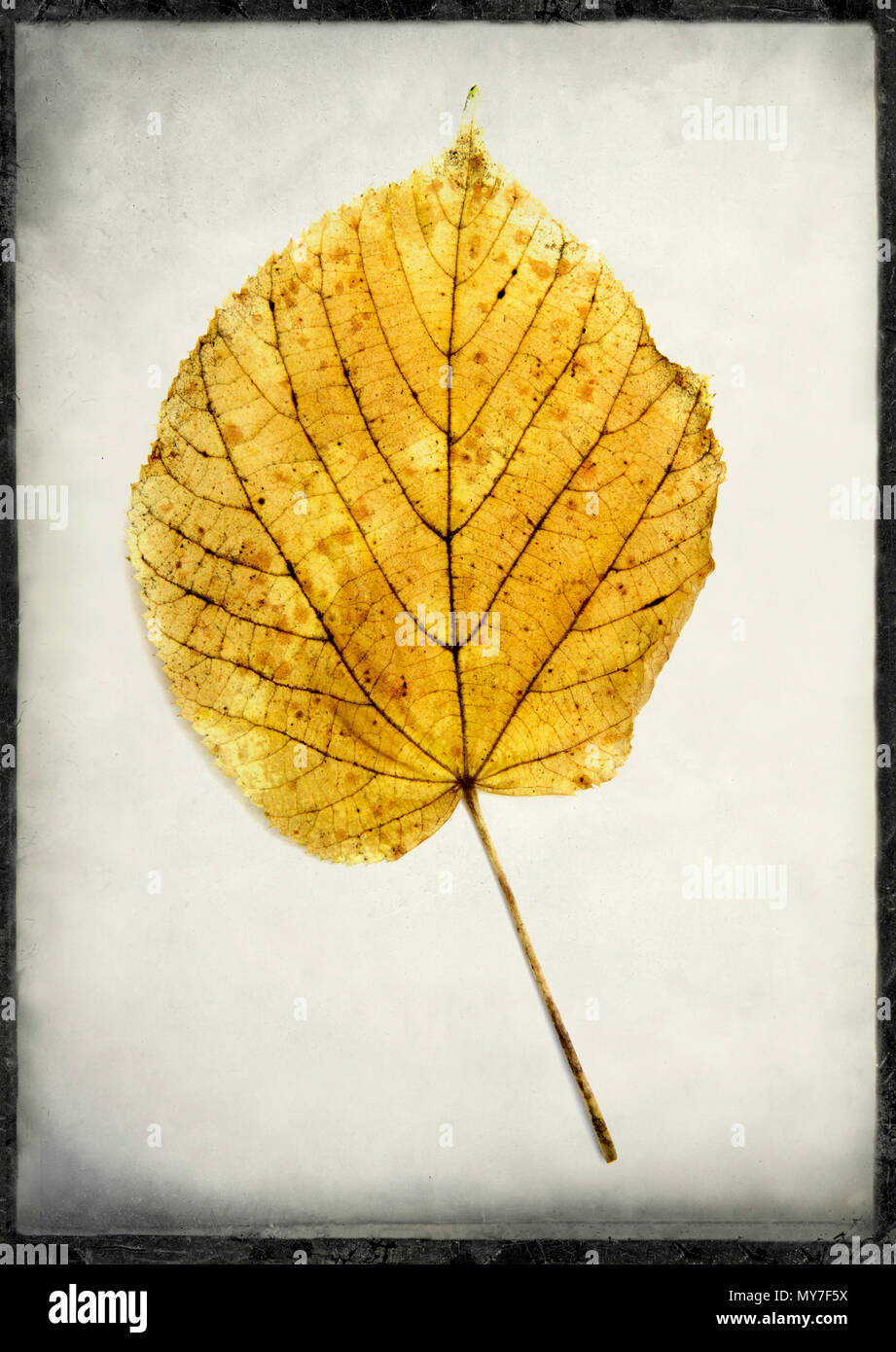 Getrocknetes gelbes Blatt vor neutralem Hintergrund mit komplexen Adermustern und -Strukturen Stockfoto
