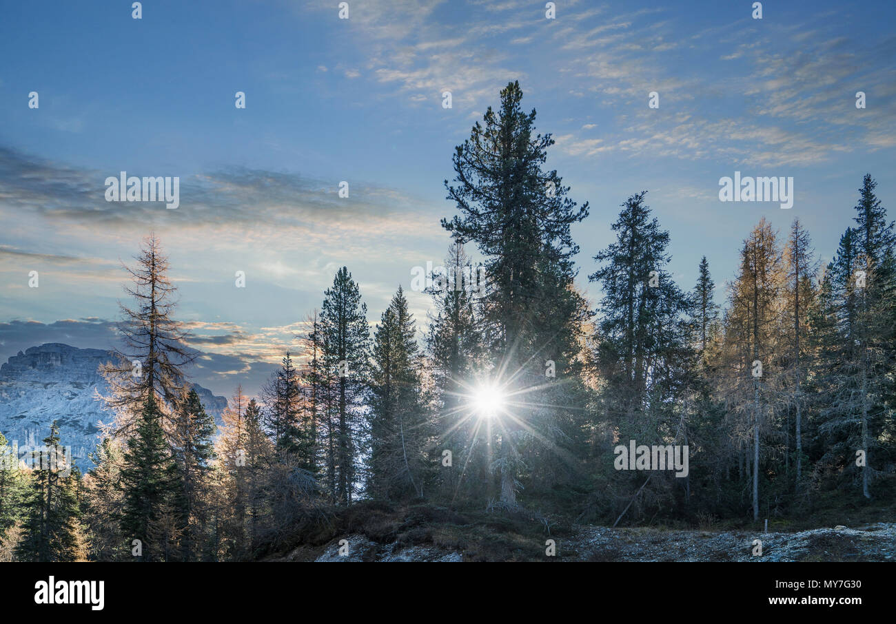 Sun unter Pinien, Dolomiten, Cortina d'Ampezzo, Venetien, Italien Stockfoto