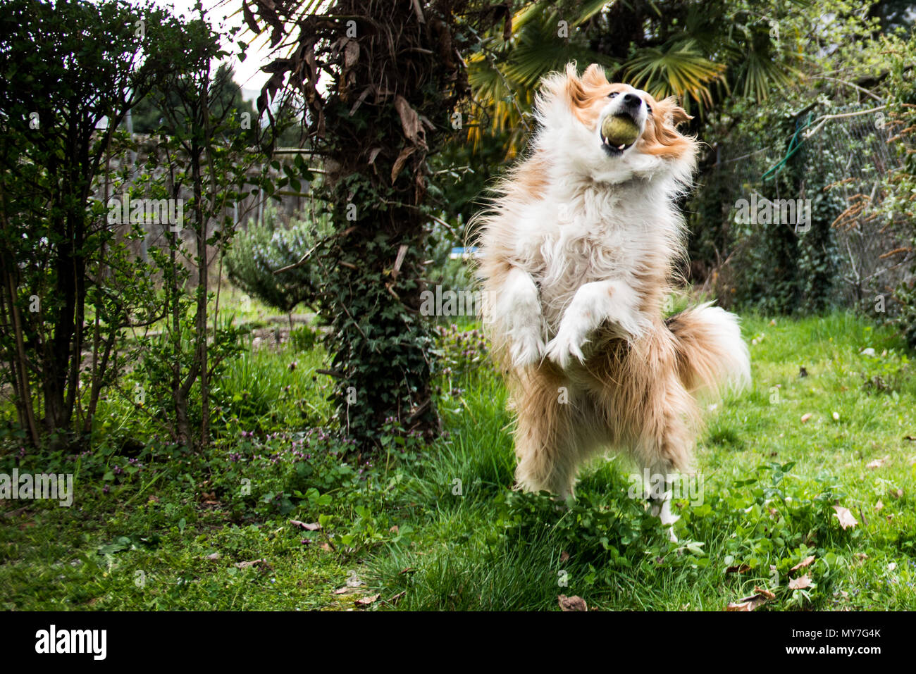 Haushund, in ländlicher Umgebung, springenden Ball zu fangen Stockfoto