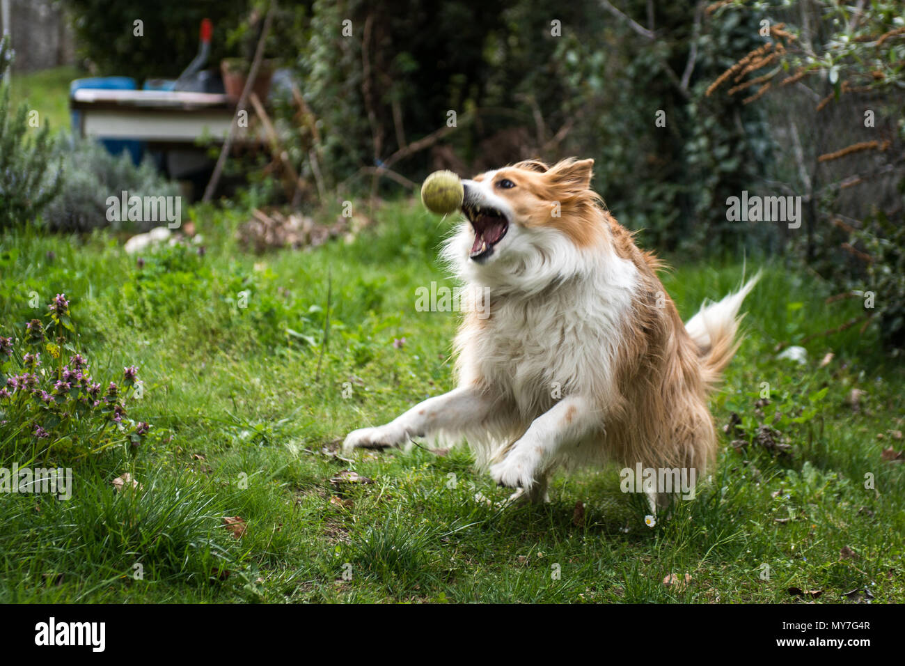 Haushund, in ländlicher Umgebung, springenden Ball zu fangen Stockfoto