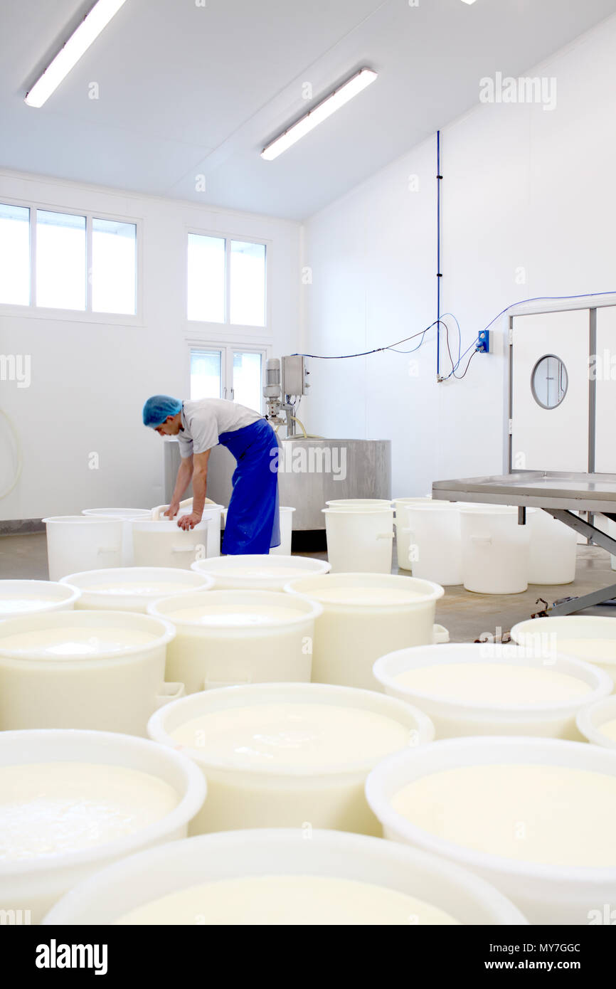 Käser Füllung Eimer Milch Käse zu machen Stockfoto