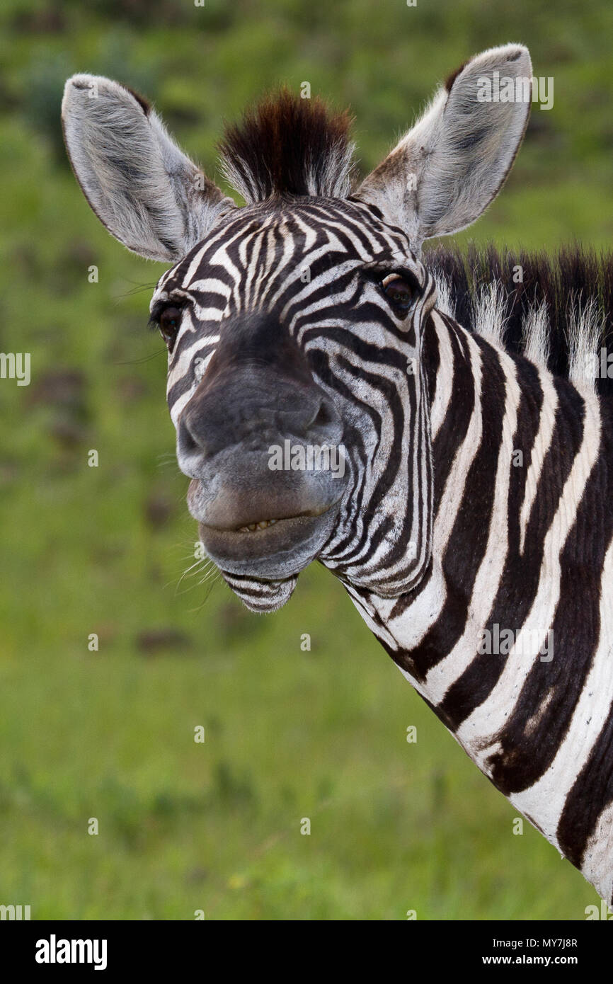 Ebenen Zebras (Equus quagga), lustige Tier Portrait, schaut skeptisch, Pilanesberg Nationalpark, Pilanesberg Game Reserve Stockfoto