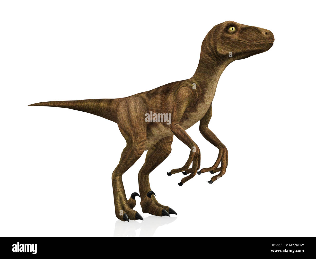 Velociraptor isoliert auf weißem Hintergrund Stockfoto