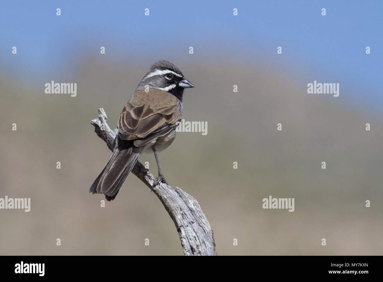 Ein Black-throated Sparrow auf einer Stange in der Sonora Wüste in Arizona, USA. Stockfoto