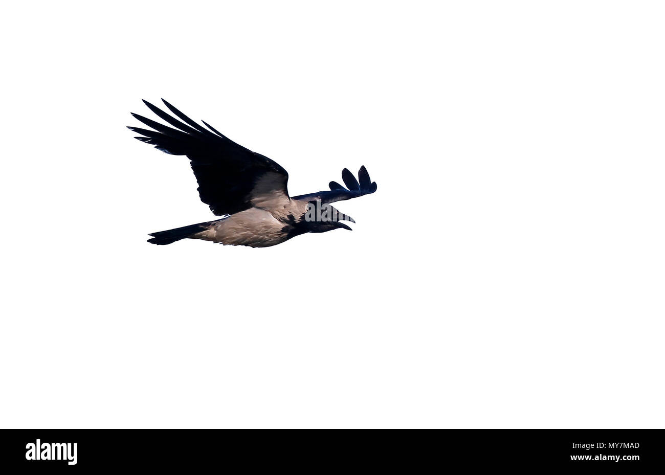 Mit Kapuze Krähe, Corvus Cornix, einziger Vogel im Flug, Limnos, Griechenland, Juni 2017 Stockfoto
