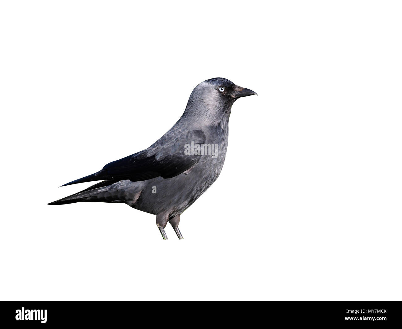 Dohle, Corvus monedula, single Vogel auf Gras, Worcestershire, April 2017 Stockfoto