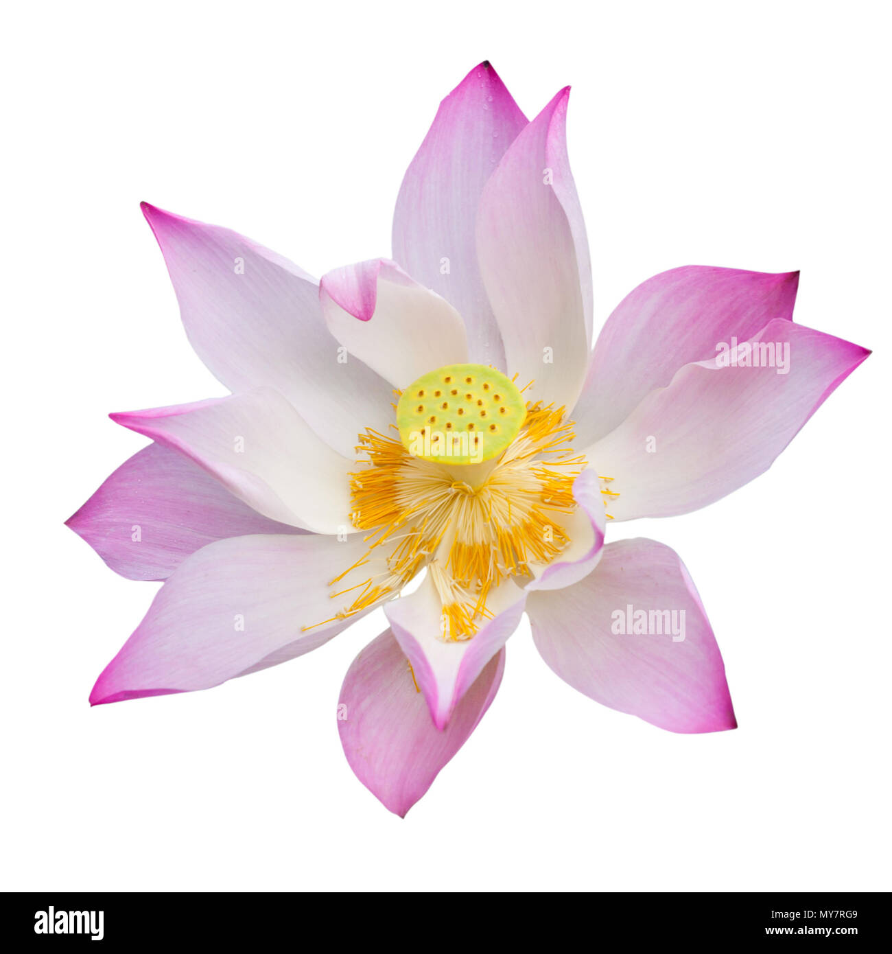 Pink Lotus oder Seerose isolieren auf weißem Hintergrund Stockfoto