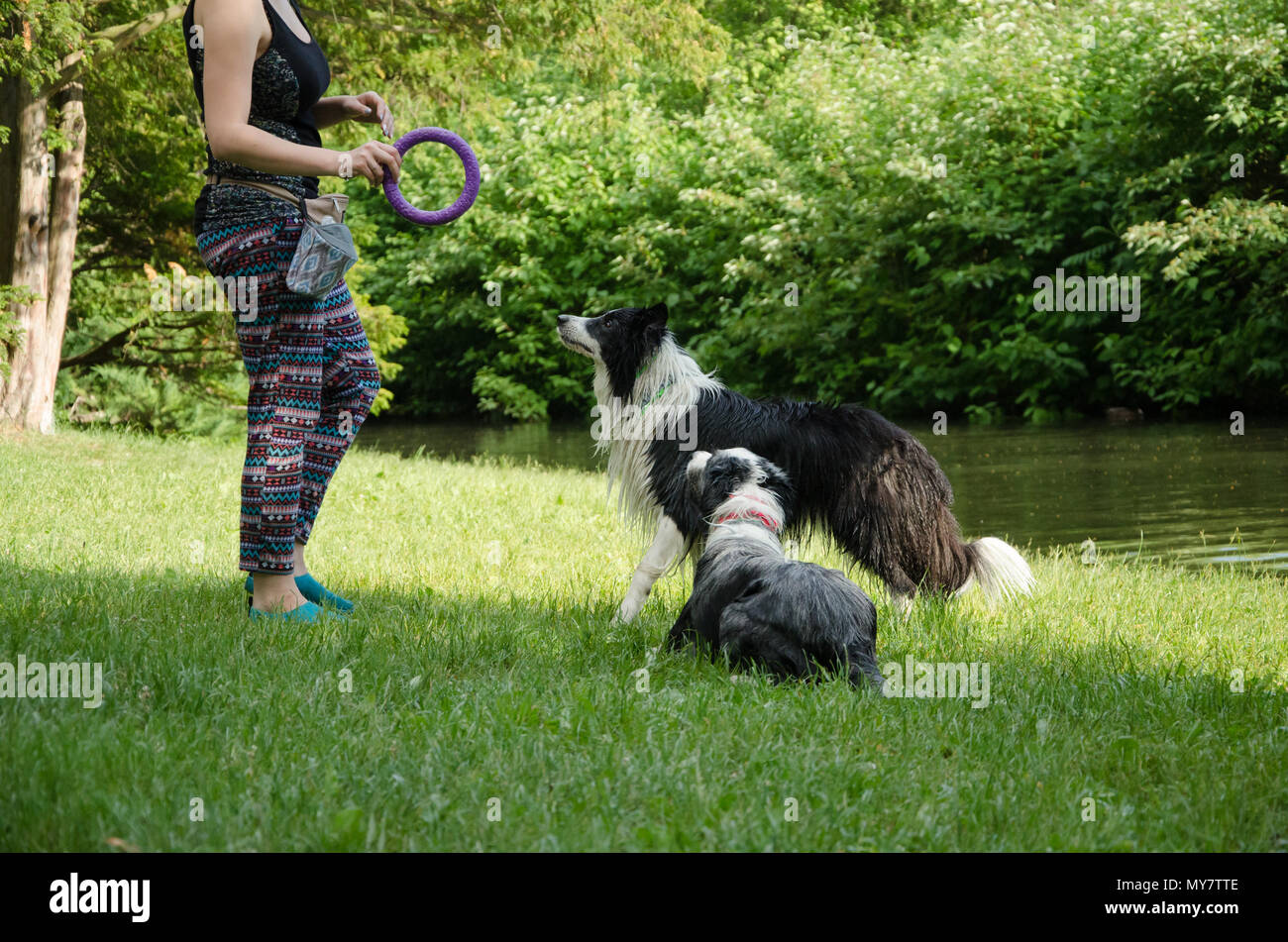 Zwei Hunde beobachten bei Frau und warten auf die Leckereien Stockfoto
