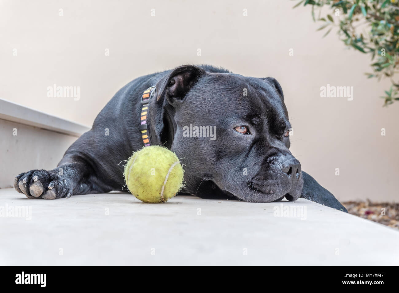 Staffordshire Bull Terrier Hund liegend auf einem Schritt ein wenig erschöpft oder niedergeschlagen. Ein tennisball vor ihm, aber er ist nicht interessiert Ich Stockfoto
