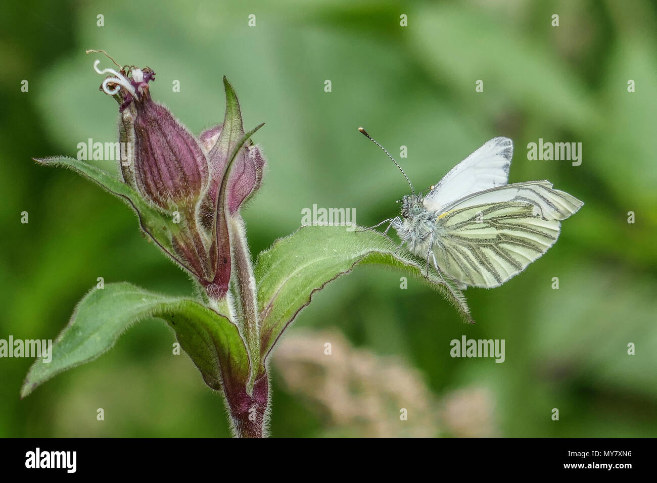 In einem cornish Feld oder Wald oder Marine oder Stadt in Cornwall, Grün-Geäderte Schmetterling weiß Stockfoto