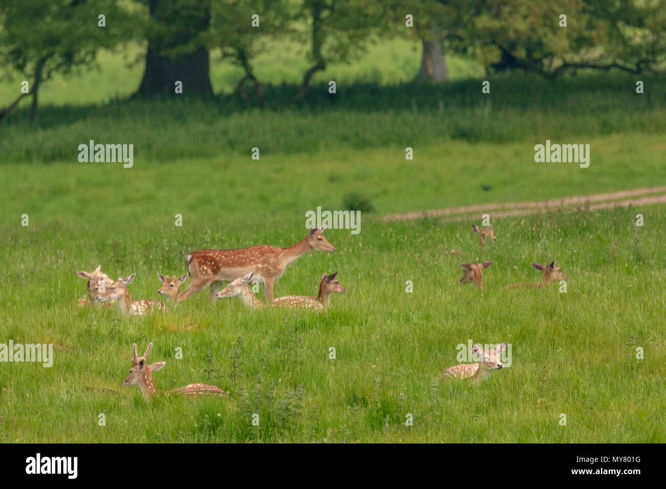 Damwild (Dama Dama), bei NT Charlecote Park, Warwickshire, Großbritannien, in Park- und Waldgebieten Stockfoto