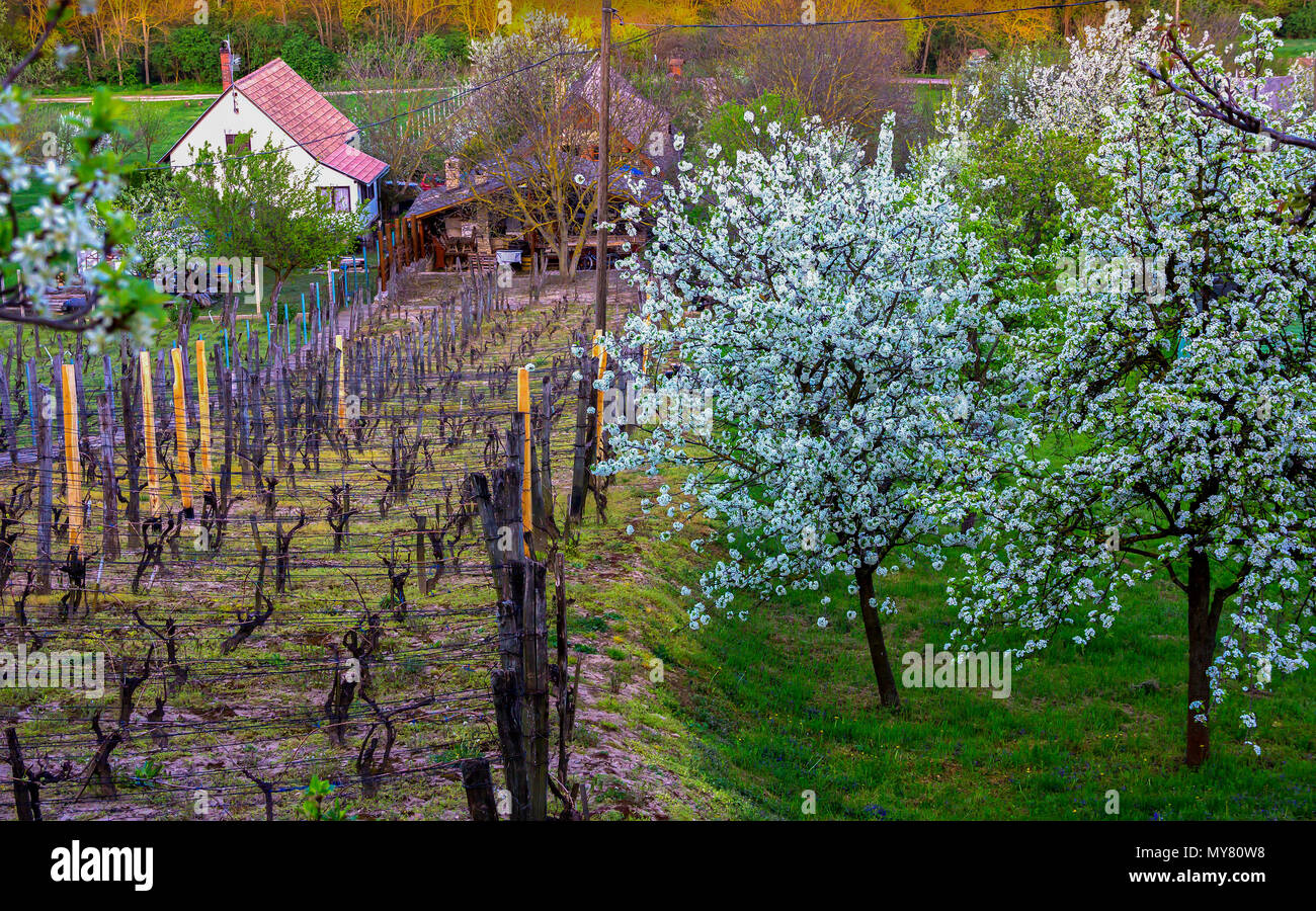 Felder der eigenen Weinberge, farmhause, Garten mit blühenden Kirschbäume im Frühling Landschaft der ungarischen Land. Heviz, Ungarn Stockfoto